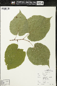 Tilia americana var. americana image