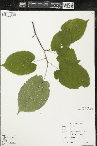 Tilia americana var. americana image