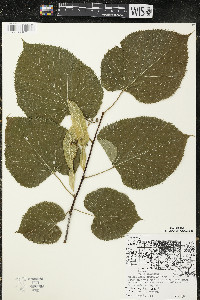 Tilia americana var. americana image