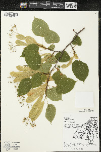 Tilia americana var. americana image