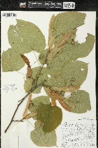 Tilia americana var. americana image