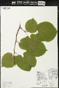 Tilia americana var. americana image