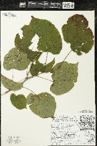 Tilia americana var. americana image