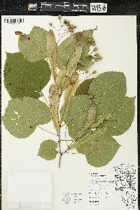 Tilia americana var. americana image