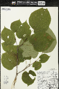 Tilia americana var. americana image