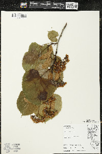 Tilia americana var. americana image