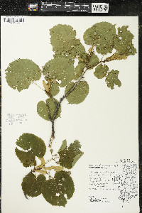 Tilia americana var. americana image