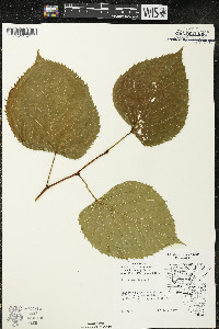 Tilia americana var. americana image