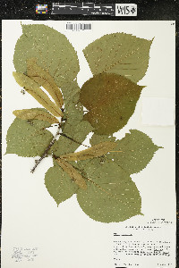 Tilia americana var. americana image