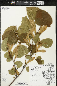 Tilia americana var. americana image