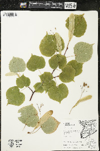 Tilia cordata image