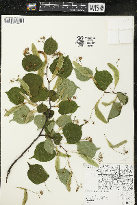 Tilia cordata image