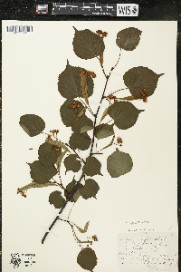 Tilia cordata image