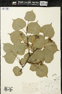 Tilia cordata image