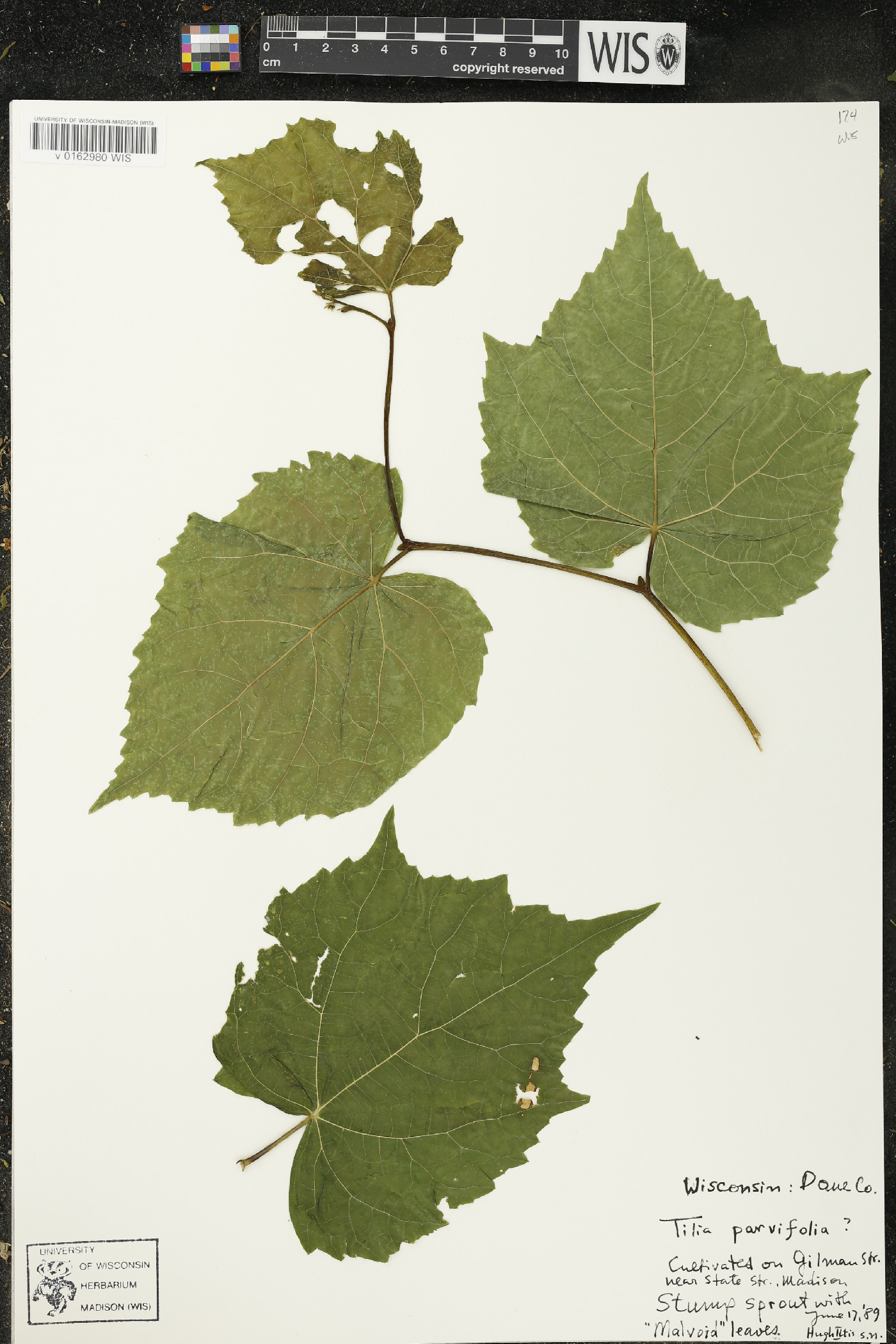 Tilia cordata image