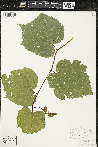 Tilia cordata image