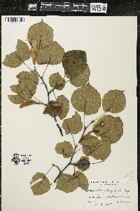 Tilia platyphyllos image