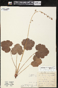 Heuchera richardsonii image