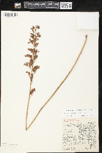 Heuchera richardsonii image