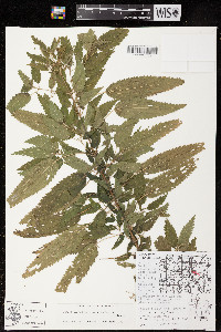 Urtica gracilis image