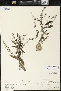 Veronica catenata image