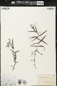 Veronica scutellata image