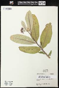 Asclepias purpurascens image