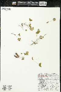 Oxalis montana image