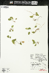 Oxalis montana image