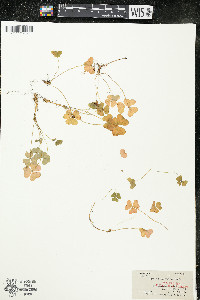 Oxalis montana image