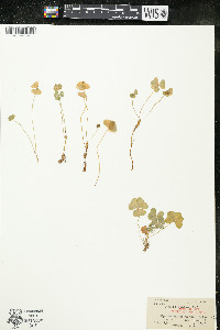 Oxalis montana image