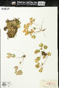 Oxalis montana image