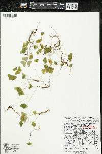 Oxalis montana image