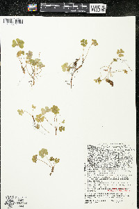 Oxalis montana image