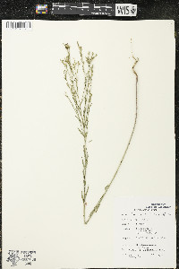 Linum sulcatum image