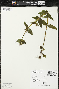 Halenia deflexa subsp. deflexa image