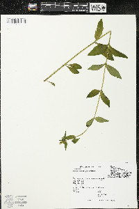 Halenia deflexa subsp. deflexa image