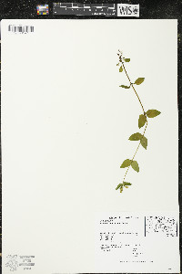 Halenia deflexa subsp. deflexa image