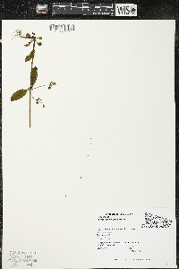 Halenia deflexa image