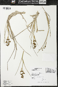Scheuchzeria palustris image