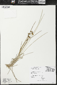 Scheuchzeria palustris image