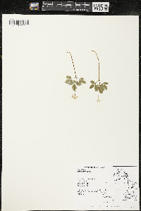 Panax trifolius image