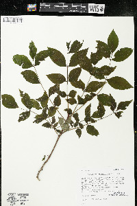 Zanthoxylum americanum image
