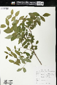 Zanthoxylum americanum image