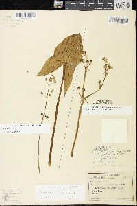 Sagittaria brevirostra image