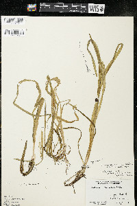 Sagittaria cuneata image