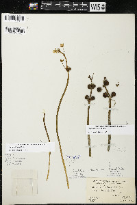 Sagittaria cuneata image