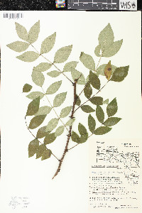 Zanthoxylum americanum image