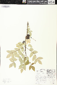 Zanthoxylum americanum image