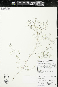 Galium trifidum subsp. trifidum image